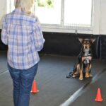 Foundation Training for Adolescent | Adult Dogs